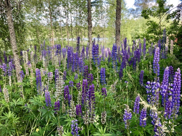 Blumenpracht mit Mücken